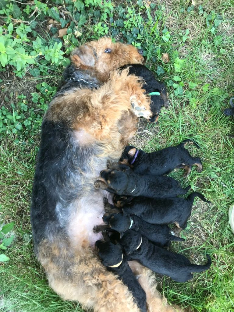 chiot Airedale Terrier Du moulin d'Ayrton