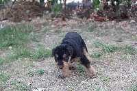 Du moulin d'Ayrton - Airedale Terrier - Portée née le 26/06/2015