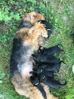 Du moulin d'Ayrton - Airedale Terrier - Portée née le 18/08/2023